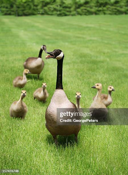 protective mother goose - gosling stock pictures, royalty-free photos & images