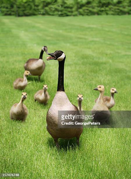 protective mother goose - väsa bildbanksfoton och bilder