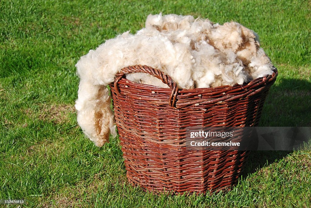 Raw sheep wool