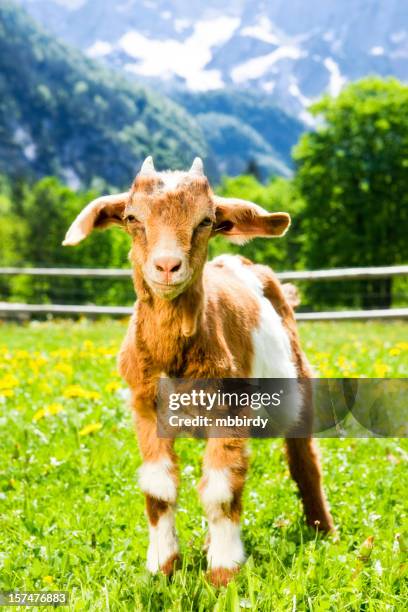 baby goat - alpine goat stock pictures, royalty-free photos & images