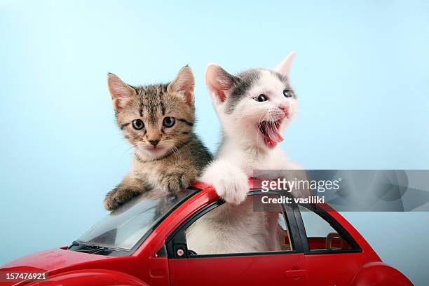 chatons heureux sur les vacances - chat rigolo photos et images de collection