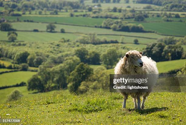 sheep in an english field - cotswolds stock pictures, royalty-free photos & images