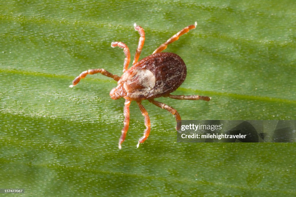 Rocky Mountain Wood Tick on Leaf, Colorado