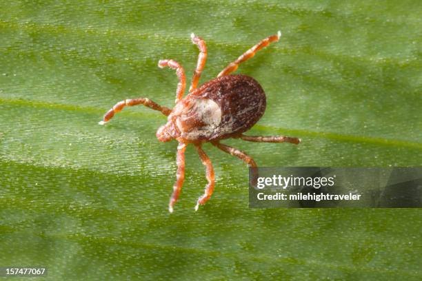 rocky mountain wood tick on leaf, colorado - wood tick stock pictures, royalty-free photos & images