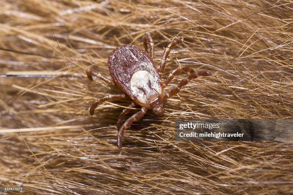 Rocky Mountain Wood Tick on fur Golden Colorado