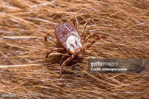 rocky mountain wood tick on hair, colorado - wood tick stock pictures, royalty-free photos & images