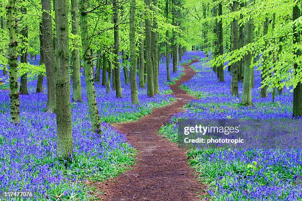path winding through a bluebell wood - woodland flowers stock pictures, royalty-free photos & images