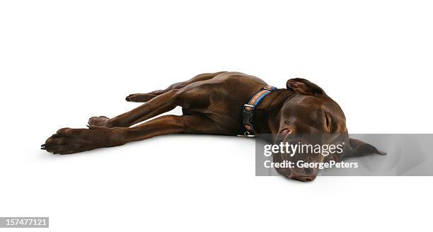 perro dormitorio, cálida y soñando - happy dog on white fotografías e imágenes de stock