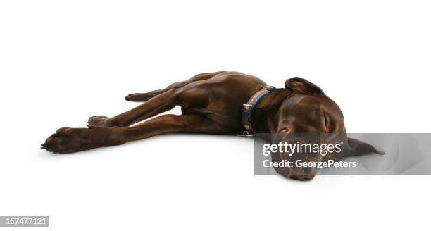 dog sleeping, smiling and dreaming - chocolate labrador retriever stock pictures, royalty-free photos & images