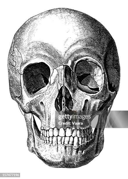14 922点の頭蓋骨イラスト素材 Getty Images 14 922点の頭蓋骨イラスト素材 Getty Images