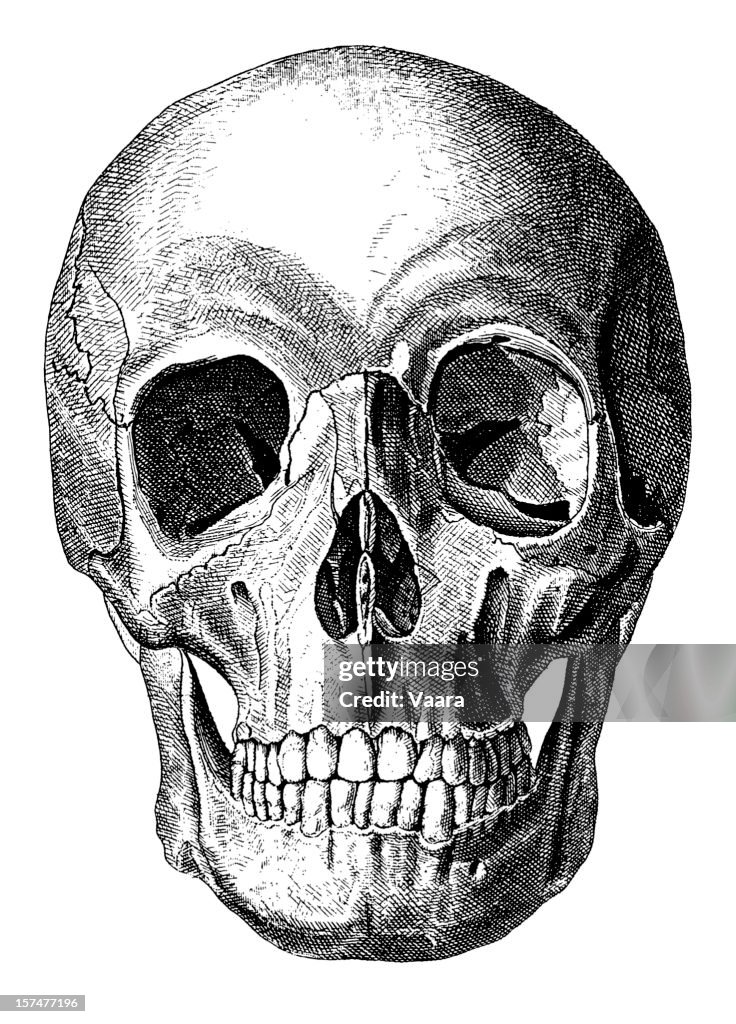 Human Skull