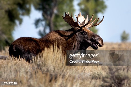 Bull Moose Python Bull Moose High-Res Stock Photo - Getty Images