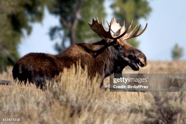 bull moose - bull moose stock pictures, royalty-free photos & images