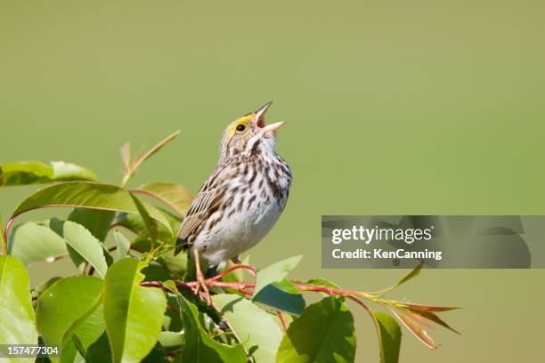 spring sing - bird singing stock pictures, royalty-free photos & images