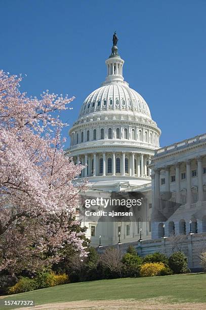 kirschblüten in capitol hill - capitol building washington dc stock-fotos und bilder