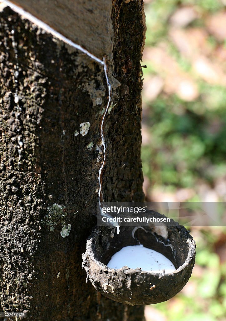 Latex from rubber tapping