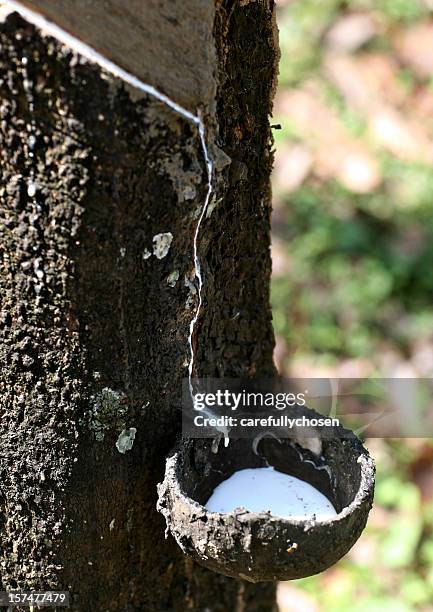 latex from rubber tapping - rubber tree stock pictures, royalty-free photos & images