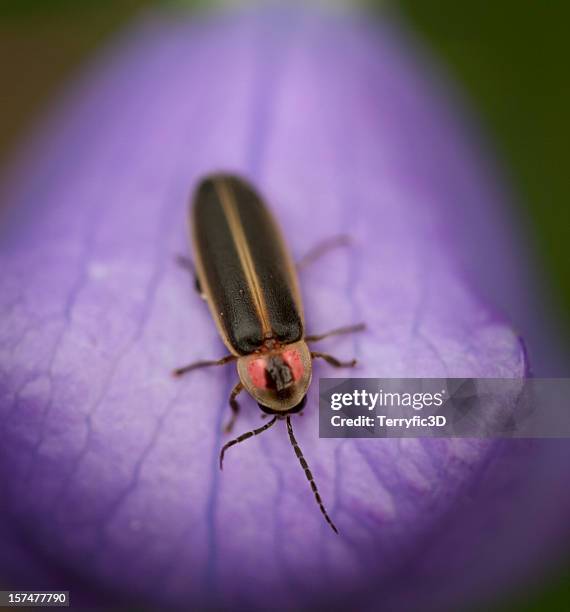 Firefly Texture Color 62 Fire Flies Texture Stock Photos, High-Res Pictures, and Images ...
