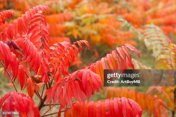 sumac leaves in autumn - poison sumac stock pictures, royalty-free photos & images