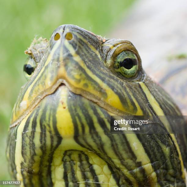 68 Turtle Head In Shell Stock Photos, High-Res Pictures, and Images ...