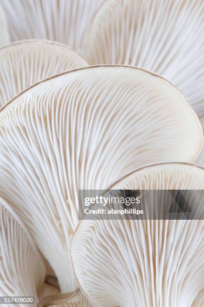 macro of oyster mushroom gills (pleurotus) - macro food stock pictures, royalty-free photos & images