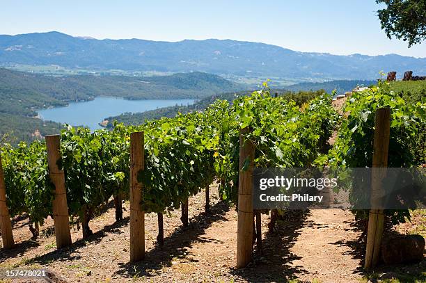 vineyards - napa valley stockfoto's en -beelden