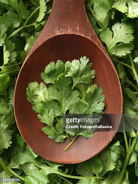cilantro - koriander stockfoto's en -beelden