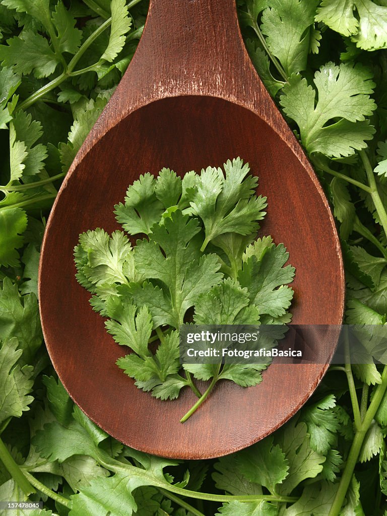 Cilantro