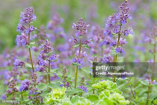 catmint / catnip, nepeta racemosa 'walker's low' - ii - catmint stock pictures, royalty-free photos & images