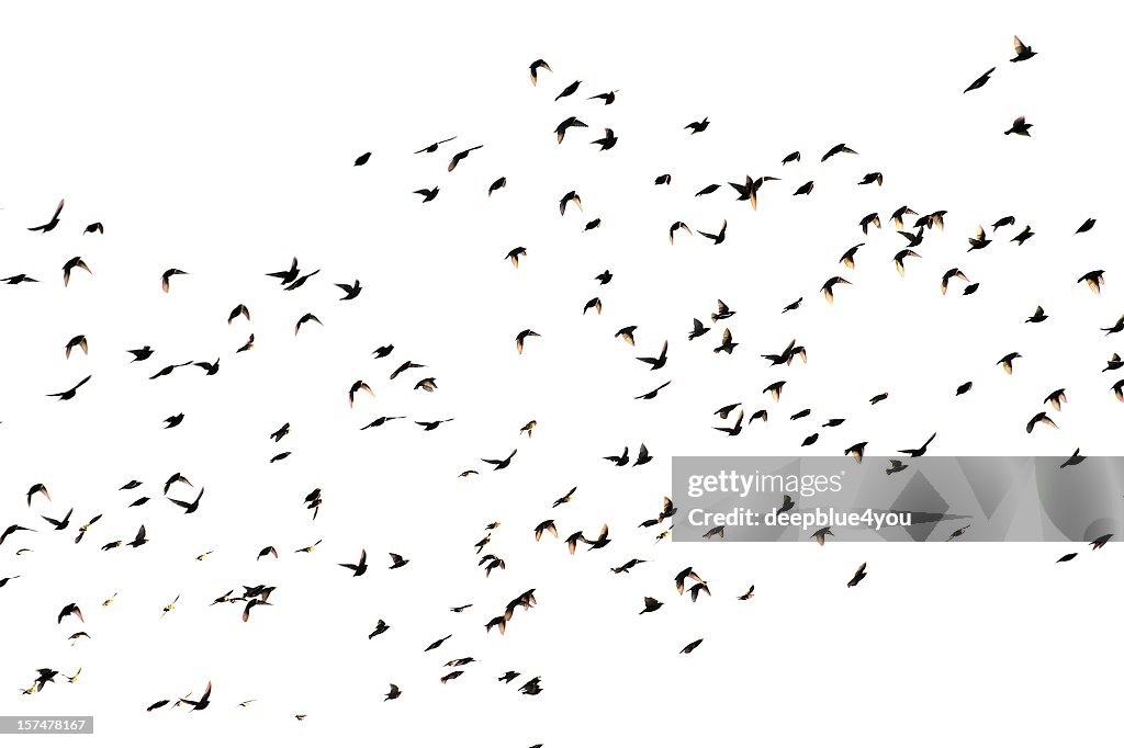 Bird cluster - isolated