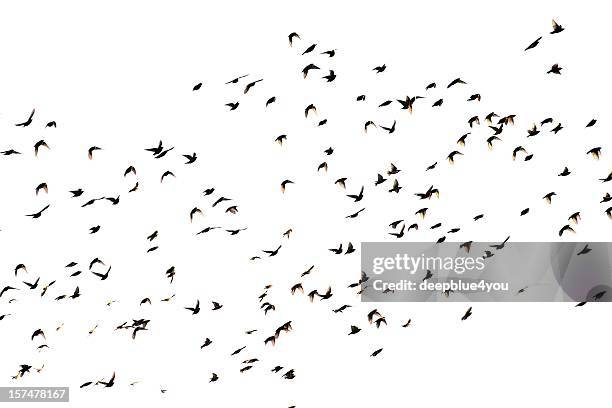 bird cluster - isolated - birds isolated stock pictures, royalty-free photos & images