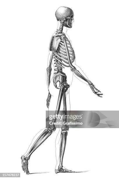 Side Way Human People Standing Sideways Drawing High Res Illustrations - Getty Images