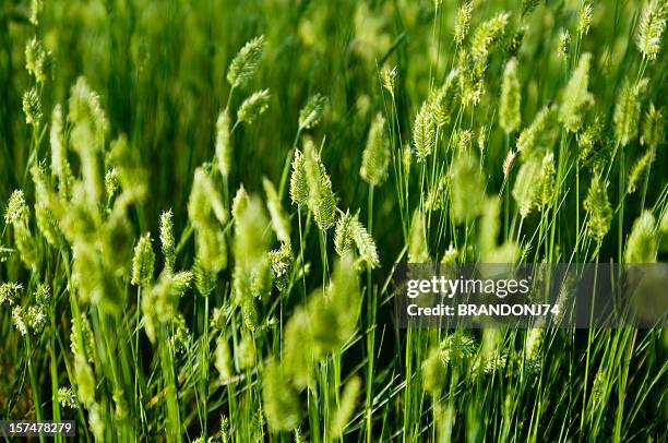 wild ervas - grandes planícies imagens e fotografias de stock