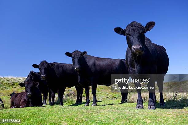 quattro mucche - sun set in field cows foto e immagini stock