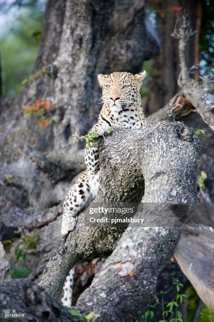 Leopardo on a Tree Trunk