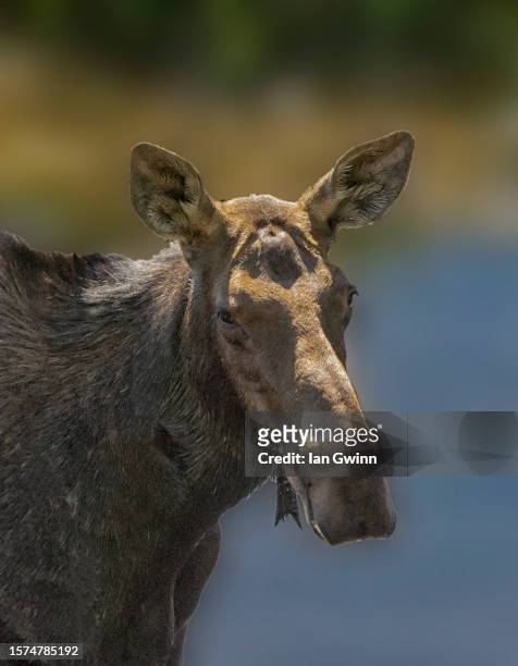 moose - ian gwinn 個照片及圖片檔
