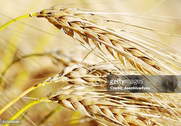 rye macro - rye grain stockfoto's en -beelden