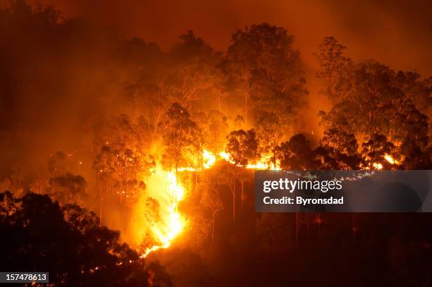 forest fire - australian bushfire stock pictures, royalty-free photos & images