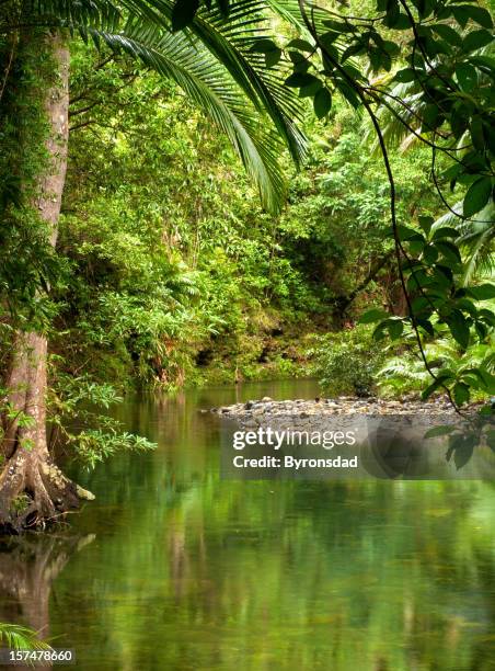 rainforest australia - australian rainforest stock pictures, royalty-free photos & images