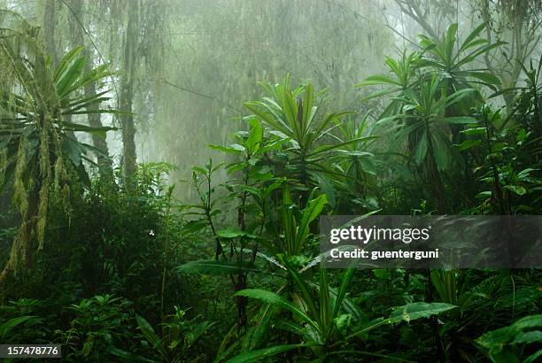 tropical cloud forest in central africa - tropical rainforest stockfoto's en -beelden