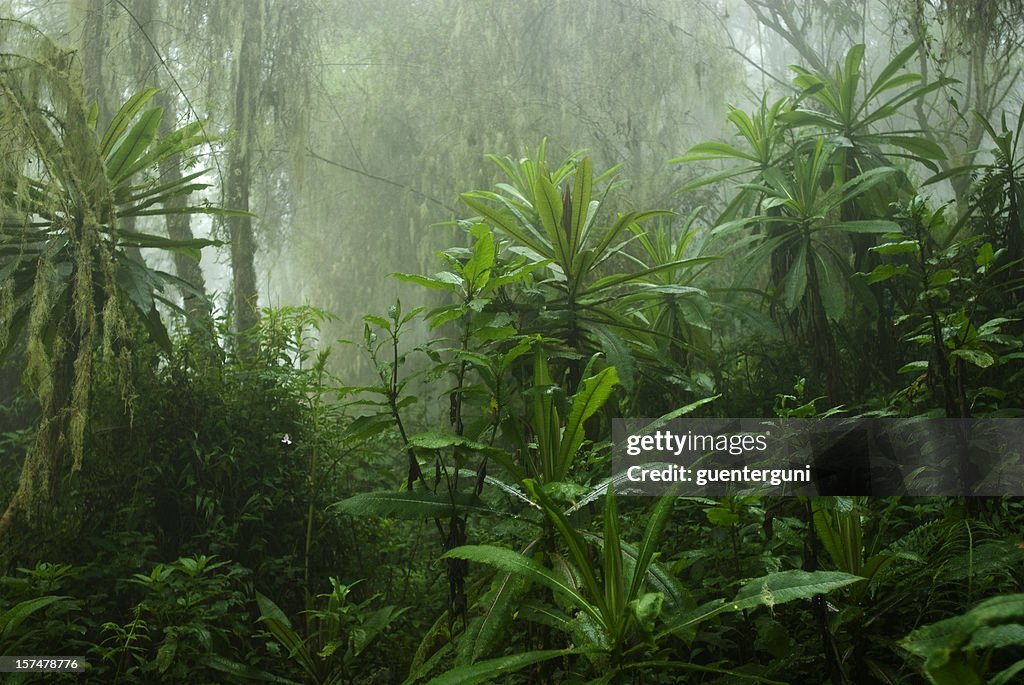 Tropical cloud forest in Central Africa