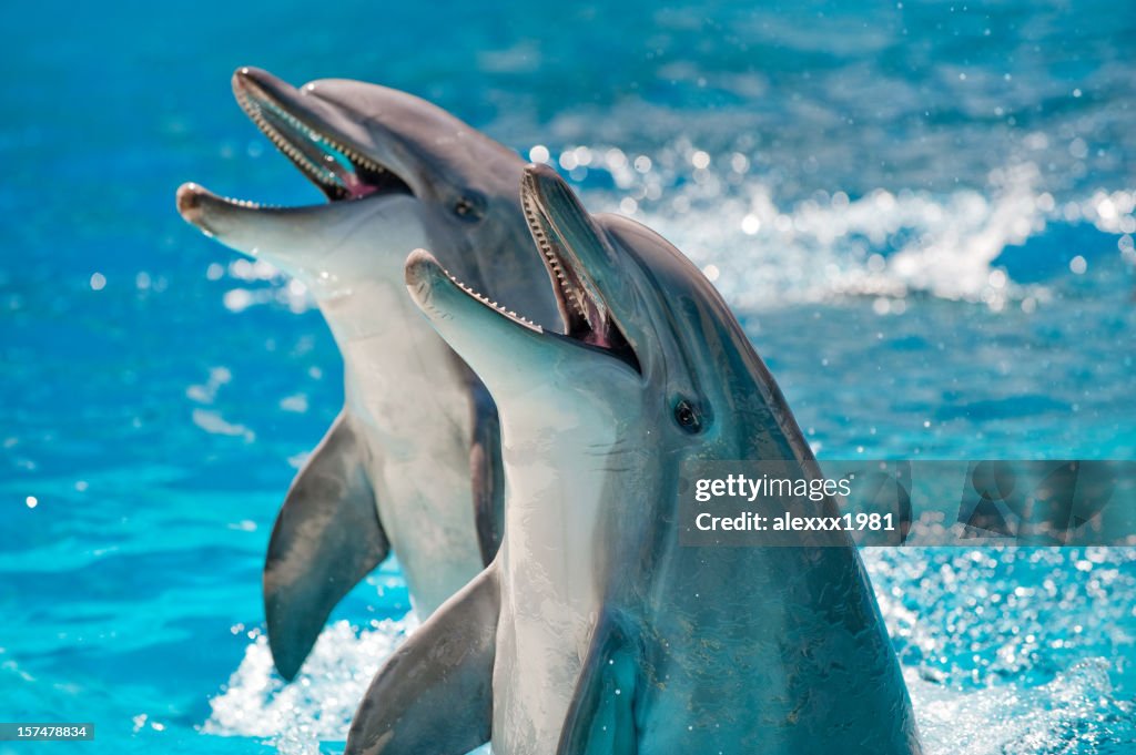 Dos delfines en blue water