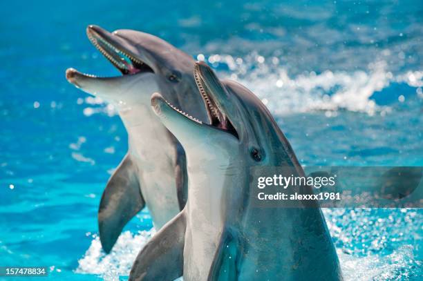 16 222点のイルカのストックフォト Getty Images 16 222点のイルカのストックフォト Getty Images