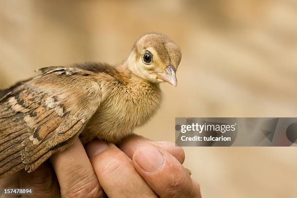 little peacock - flying egg stock pictures, royalty-free photos & images