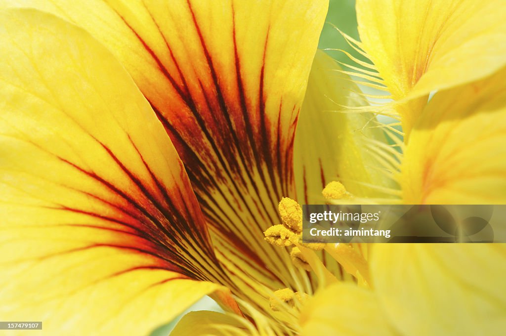 Nasturtium in Macro