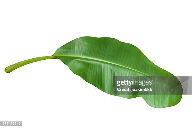 green banana leaf isolated on white with clipping path - tropical leaves stockfoto's en -beelden