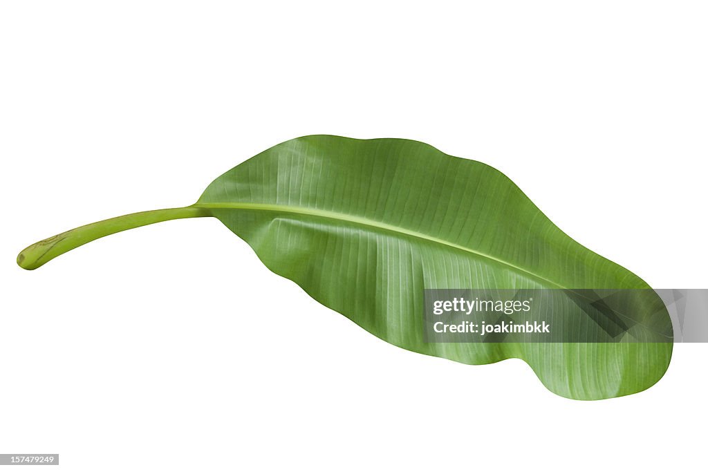 Green banana leaf isolated on white with clipping path