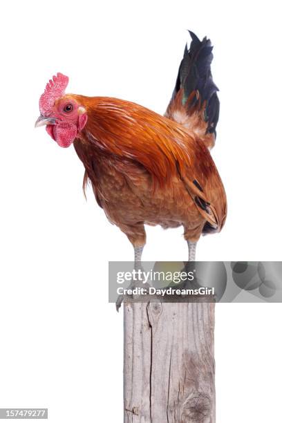 beautiful red rooster on fence post isolated white - rooster stock pictures, royalty-free photos & images