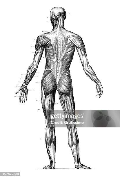 illustrations, cliparts, dessins animés et icônes de gravure corps humain avec les muscles 1851 - muscle humain