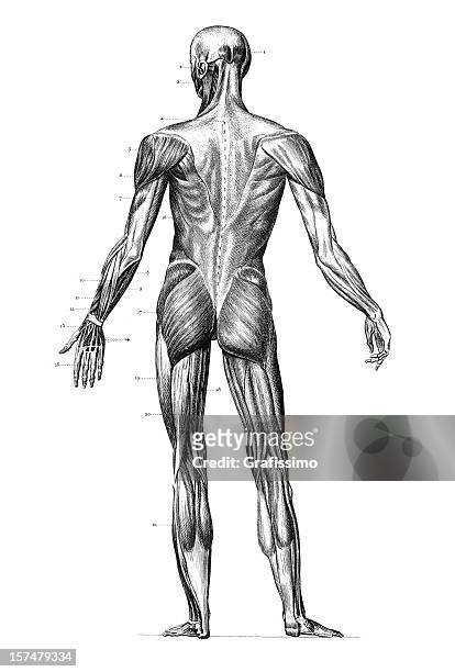 engraving human body with muscles 1851 - muscle anatomy stock illustrations